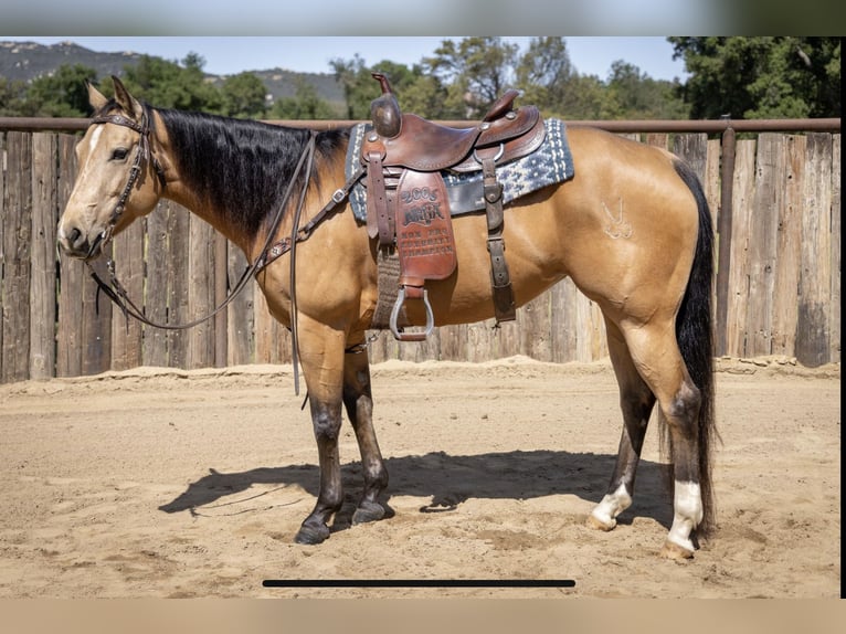 American Quarter Horse Merrie 7 Jaar Buckskin in Murrieta, CA