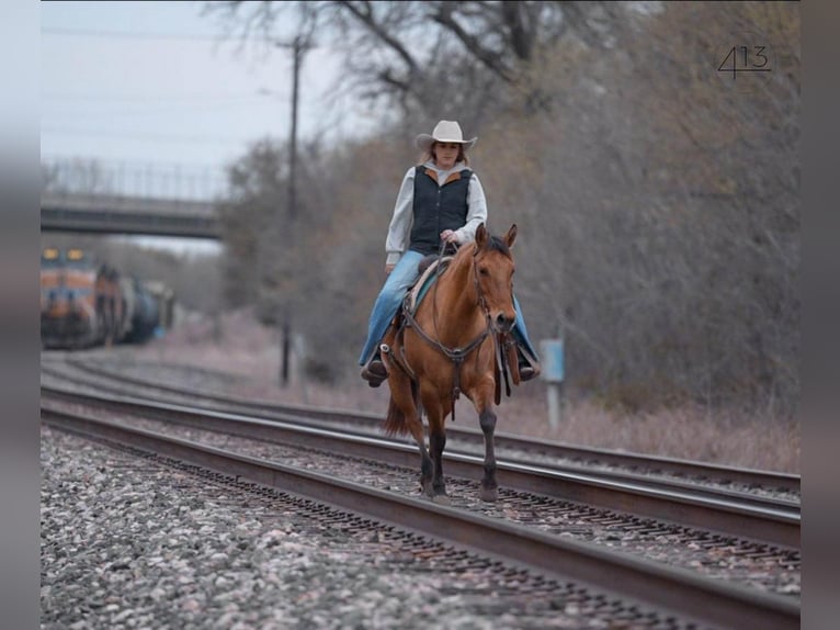 American Quarter Horse Merrie 7 Jaar Falbe in Weatherford, TX