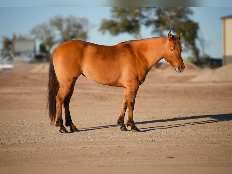 American Quarter Horse Merrie 7 Jaar Falbe in Weatherford, TX