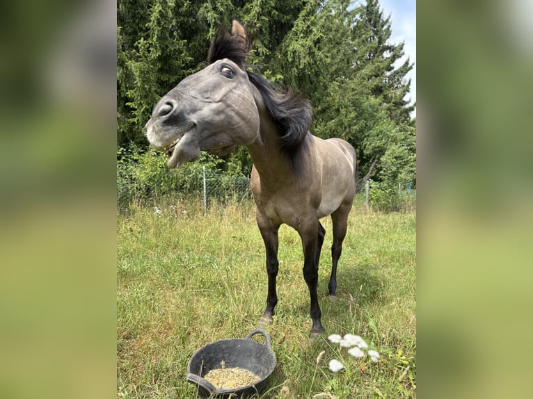 American Quarter Horse Merrie 7 Jaar Grullo in Heilsbronn American Quarter Horse Merrie 7 Jaar Grullo in Heilsbronn