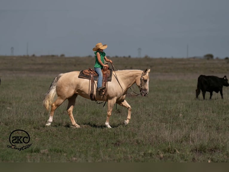 American Quarter Horse Merrie 7 Jaar Palomino in Canyon