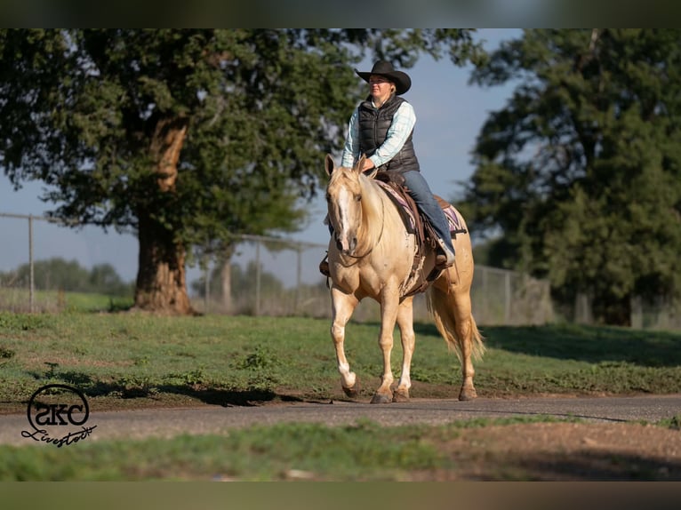 American Quarter Horse Merrie 7 Jaar Palomino in Canyon