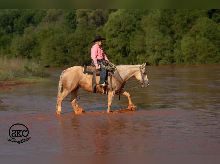American Quarter Horse Merrie 7 Jaar Palomino in Canyon
