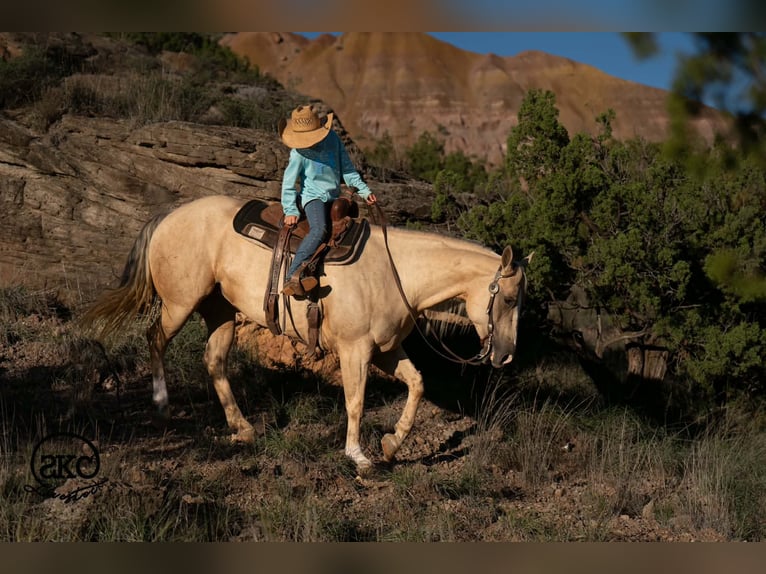 American Quarter Horse Merrie 7 Jaar Palomino in Canyon