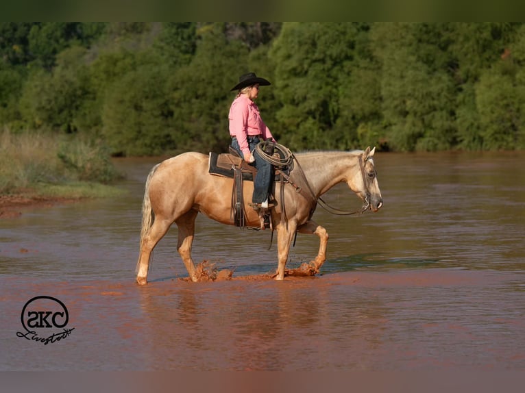 American Quarter Horse Merrie 7 Jaar Palomino in Canyon