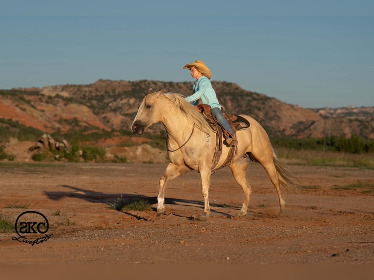 American Quarter Horse Merrie 7 Jaar Palomino in Canyon