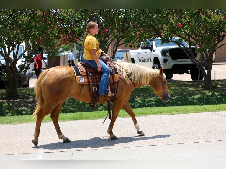 American Quarter Horse Merrie 7 Jaar Palomino in Denton