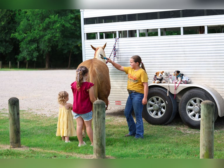 American Quarter Horse Merrie 7 Jaar Palomino in Denton