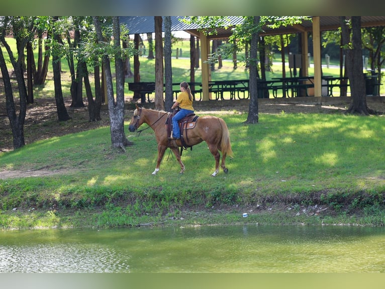American Quarter Horse Merrie 7 Jaar Palomino in Denton