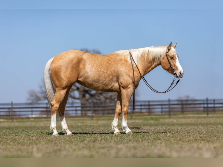 American Quarter Horse Merrie 7 Jaar Palomino in Weatherford TX