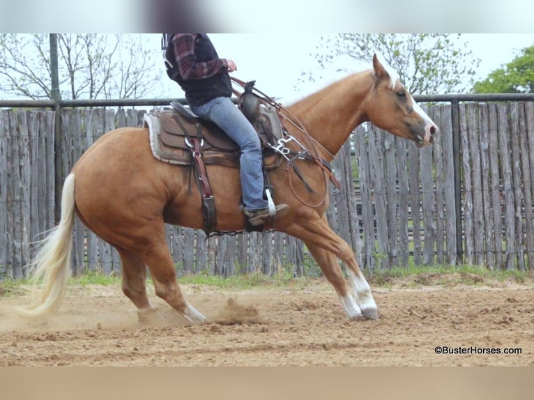 American Quarter Horse Merrie 7 Jaar Palomino in Weatherford TX
