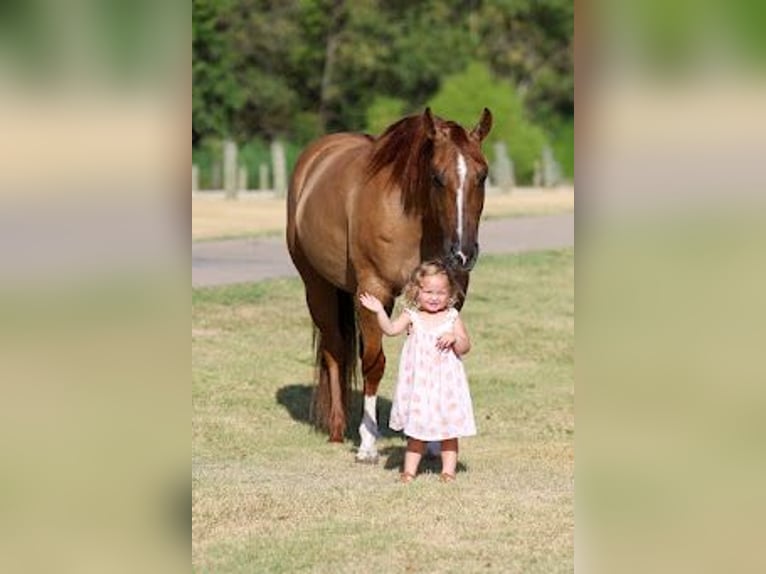 American Quarter Horse Merrie 7 Jaar Red Dun in Forney