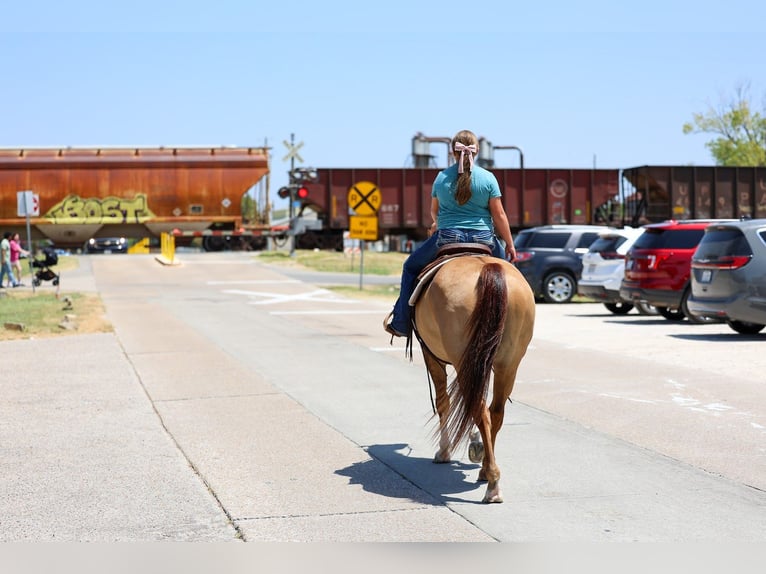 American Quarter Horse Merrie 7 Jaar Red Dun in Forney