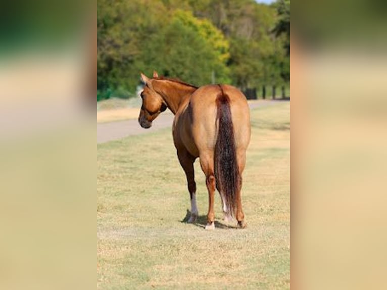 American Quarter Horse Merrie 7 Jaar Red Dun in Forney