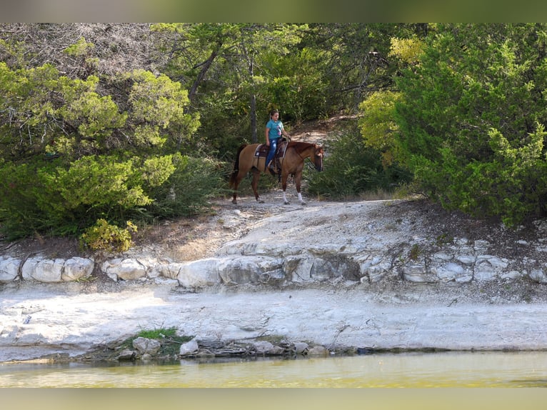 American Quarter Horse Merrie 7 Jaar Red Dun in Terrell