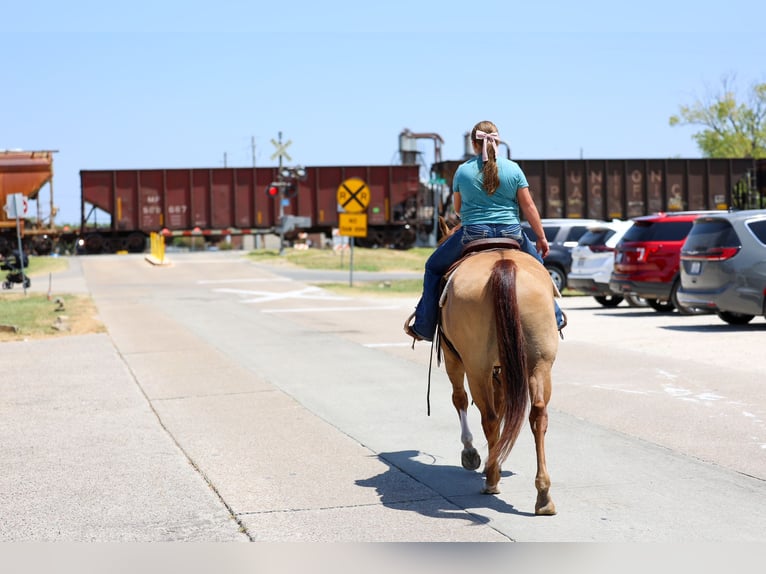 American Quarter Horse Merrie 7 Jaar Red Dun in Terrell