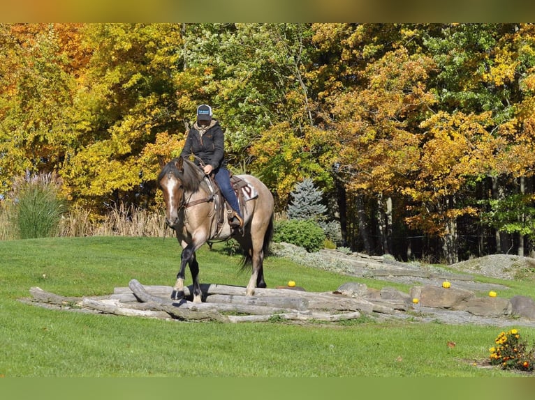 American Quarter Horse Merrie 7 Jaar Roan-Bay in Everett PA