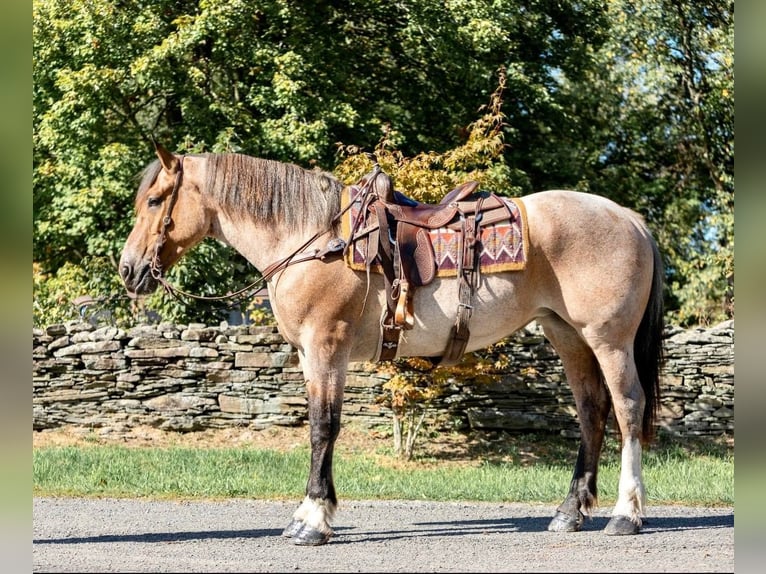 American Quarter Horse Merrie 7 Jaar Roan-Bay in Everett PA