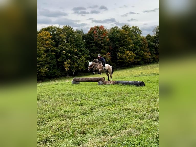 American Quarter Horse Merrie 7 Jaar Roan-Bay in Everett PA