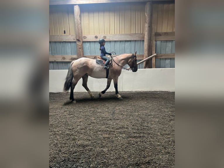 American Quarter Horse Merrie 7 Jaar Roan-Bay in Everett PA