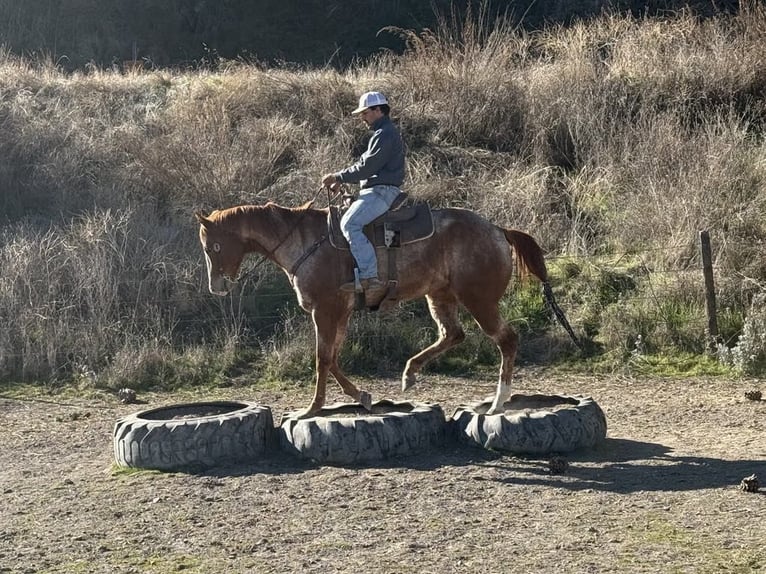 American Quarter Horse Merrie 7 Jaar Roan-Red in Paicines CA