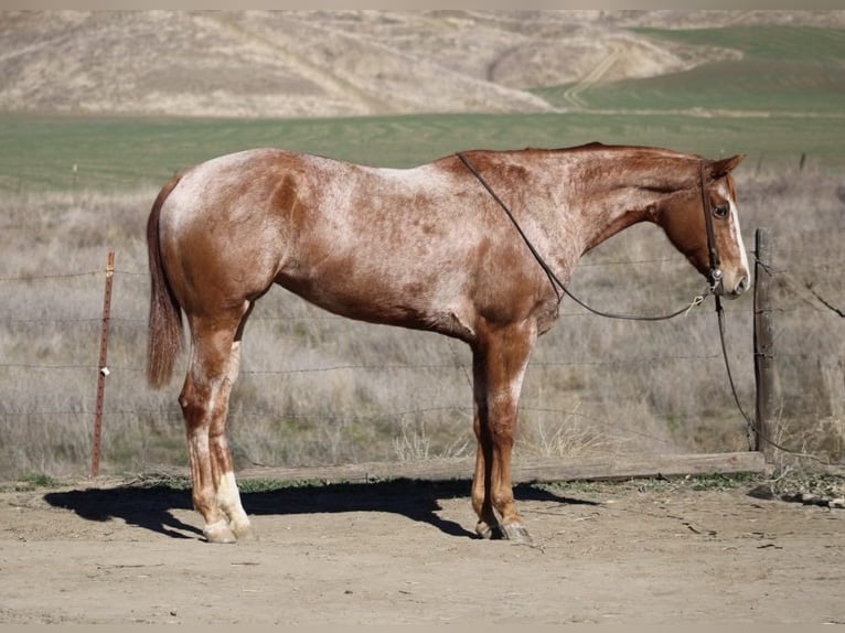 American Quarter Horse Merrie 7 Jaar Roan-Red in Paicines CA