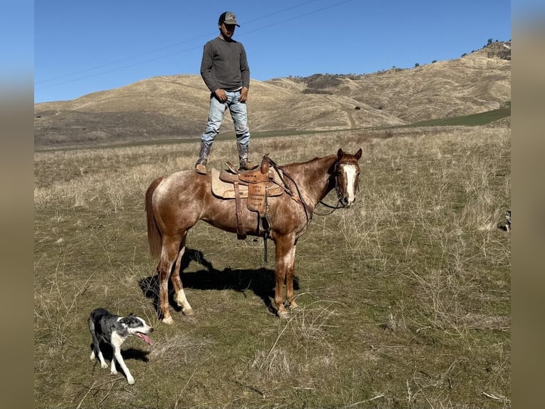 American Quarter Horse Merrie 7 Jaar Roan-Red in Paicines CA