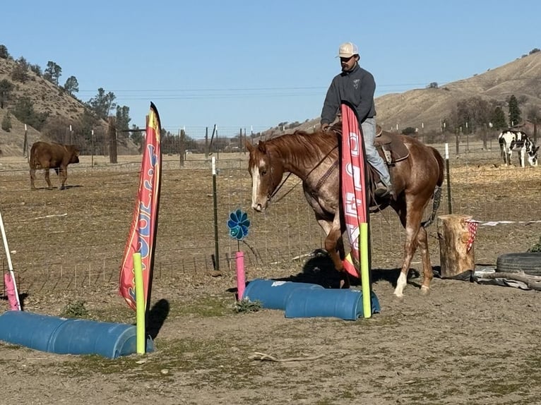 American Quarter Horse Merrie 7 Jaar Roan-Red in Paicines CA