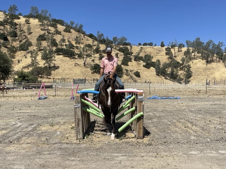 American Quarter Horse Merrie 7 Jaar Roan-Red in Paicines CA