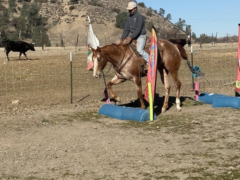 American Quarter Horse Merrie 7 Jaar Roan-Red in Paicines CA