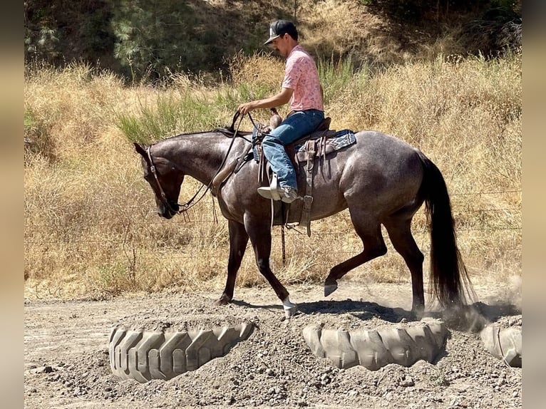 American Quarter Horse Merrie 7 Jaar Roan-Red in Paicines CA