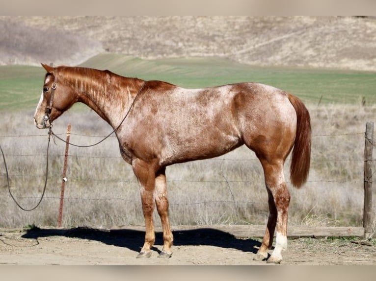 American Quarter Horse Merrie 7 Jaar Roan-Red in Paicines CA