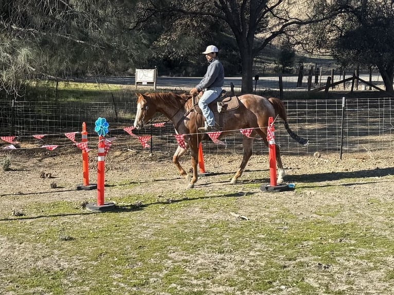 American Quarter Horse Merrie 7 Jaar Roan-Red in Paicines CA