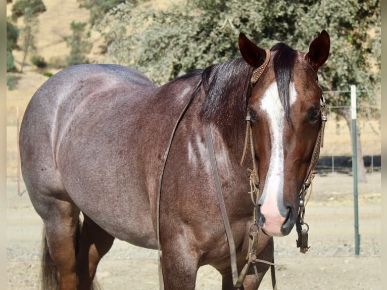 American Quarter Horse Merrie 7 Jaar Roan-Red in Paicines CA