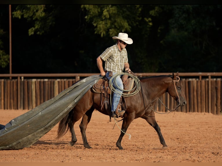 American Quarter Horse Merrie 7 Jaar Roodbruin in Weatherford