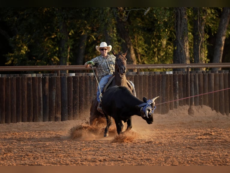 American Quarter Horse Merrie 7 Jaar Roodbruin in Weatherford