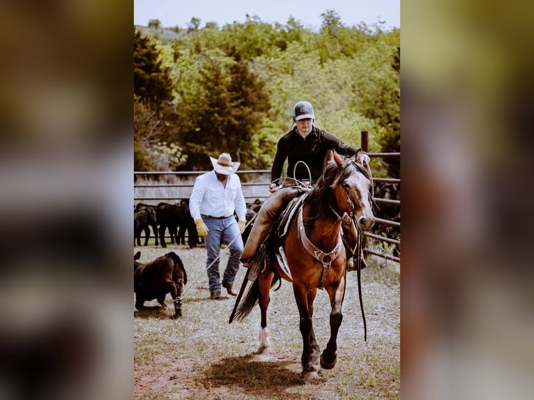 American Quarter Horse Merrie 7 Jaar Roodbruin in PERRY, OK