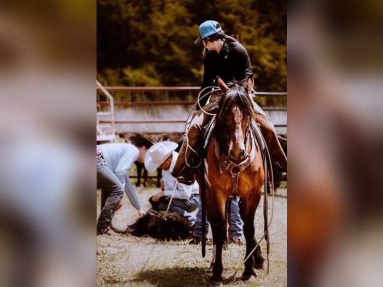 American Quarter Horse Merrie 7 Jaar Roodbruin in PERRY, OK