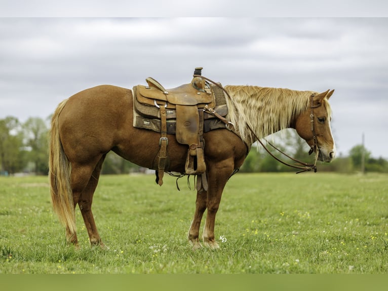 American Quarter Horse Merrie 7 Jaar Roodvos in Herrick