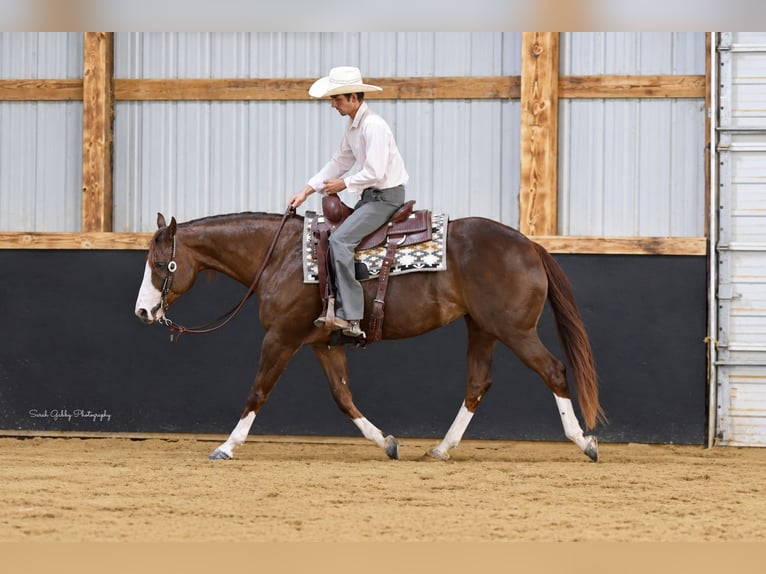 American Quarter Horse Merrie 7 Jaar Roodvos in Oelwein
