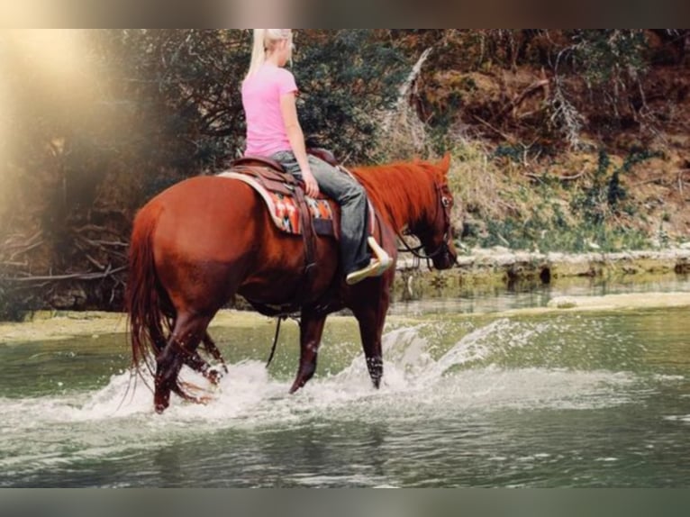 American Quarter Horse Merrie 7 Jaar Roodvos in Bluff Dale TX