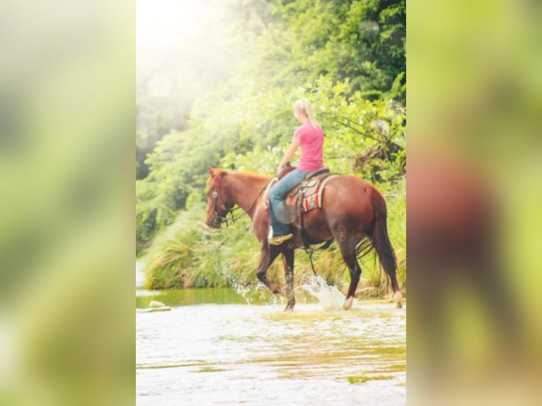 American Quarter Horse Merrie 7 Jaar Roodvos in Bluff Dale TX