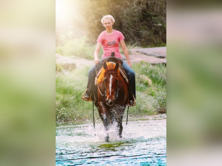 American Quarter Horse Merrie 7 Jaar Roodvos in Bluff Dale TX