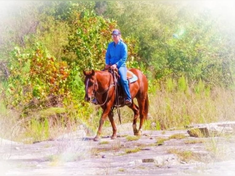 American Quarter Horse Merrie 7 Jaar Roodvos in Bluff Dale TX