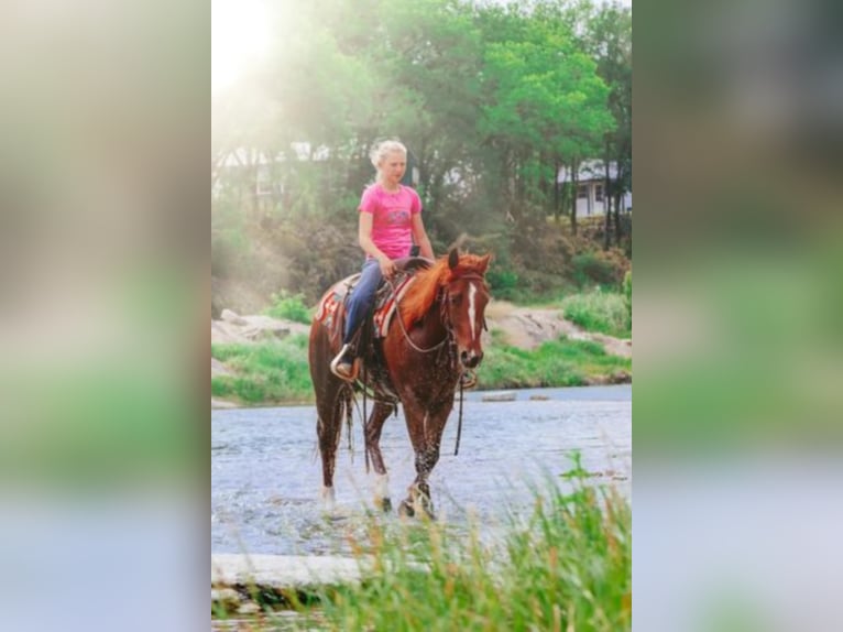 American Quarter Horse Merrie 7 Jaar Roodvos in Bluff Dale TX