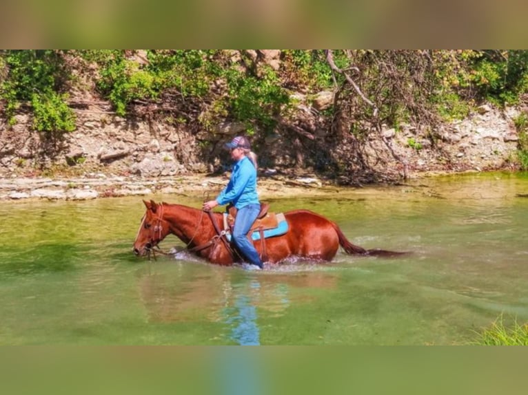 American Quarter Horse Merrie 7 Jaar Roodvos in Bluff Dale TX