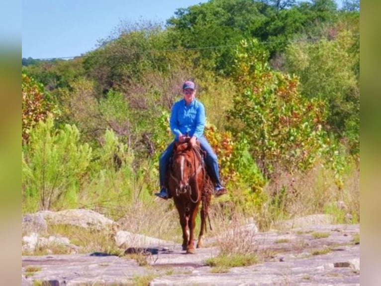 American Quarter Horse Merrie 7 Jaar Roodvos in Bluff Dale TX