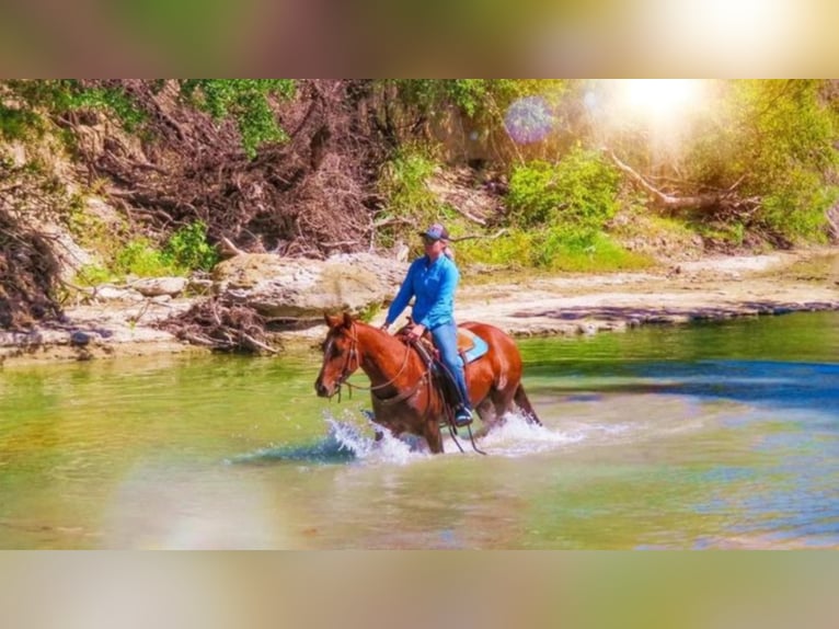 American Quarter Horse Merrie 7 Jaar Roodvos in Bluff Dale TX