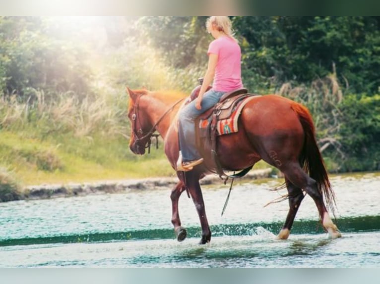 American Quarter Horse Merrie 7 Jaar Roodvos in Bluff Dale TX