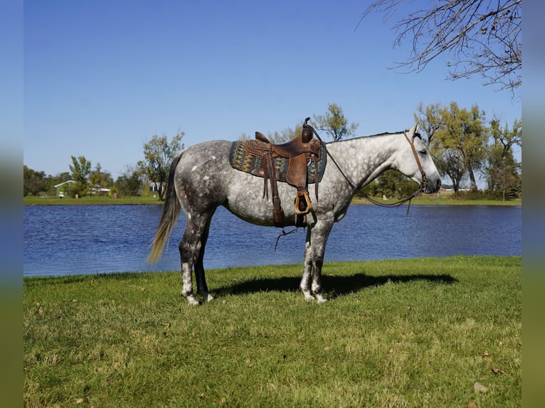 American Quarter Horse Merrie 7 Jaar Schimmel in Corsica